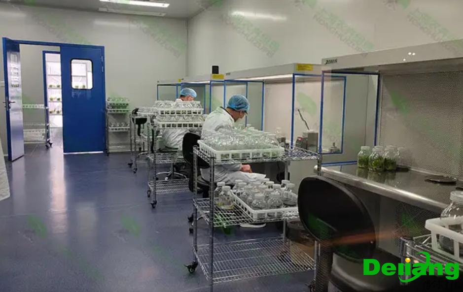 植物培養(yǎng)實驗室設計要求