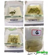 實(shí)驗(yàn)室種子制備的原則是什么